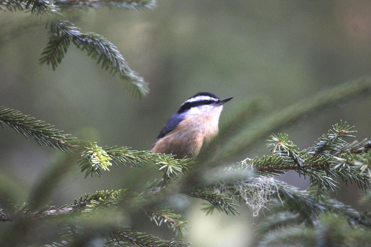 Red-breasted Nuthatch - ML334160141
