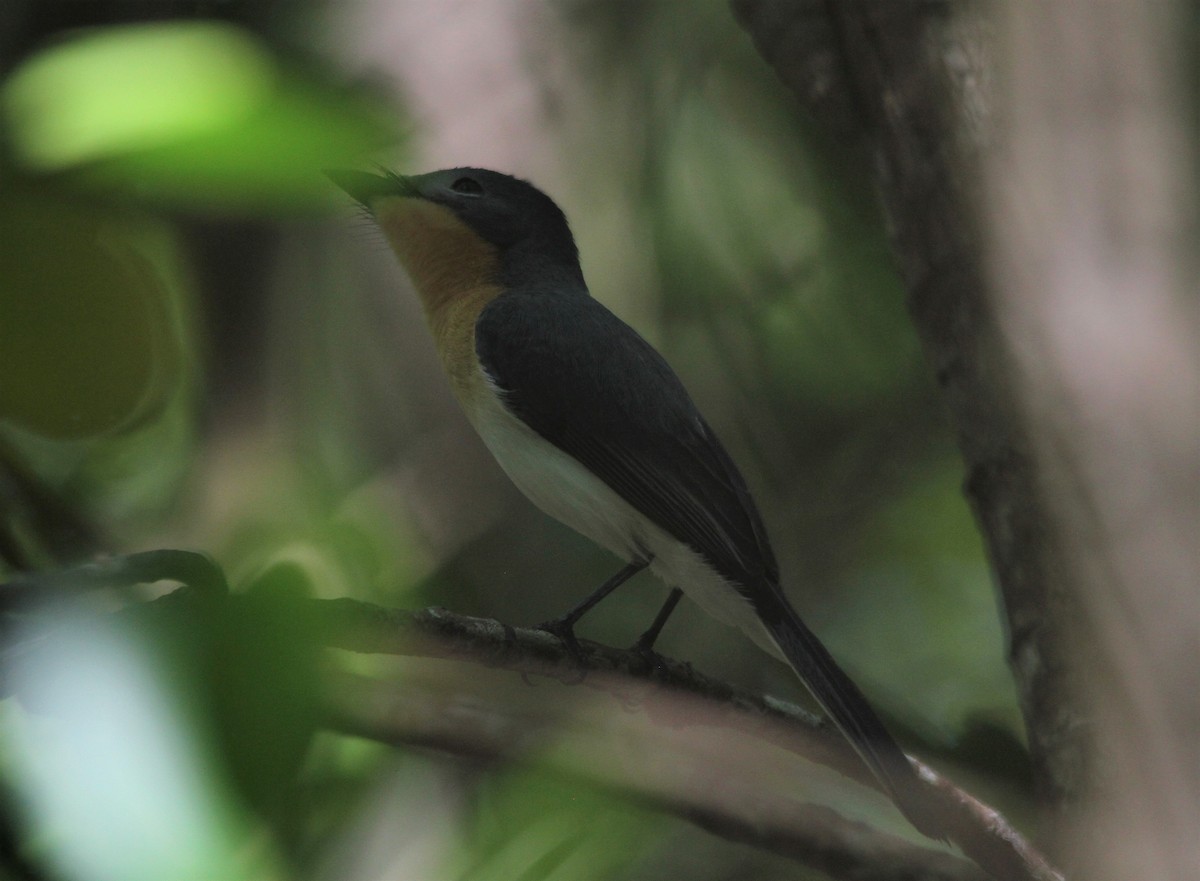 Broad-billed Flycatcher - ML334160531