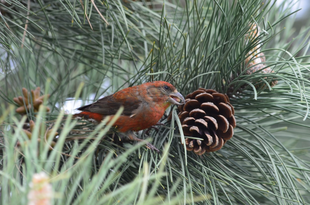 Red Crossbill - ML334160901