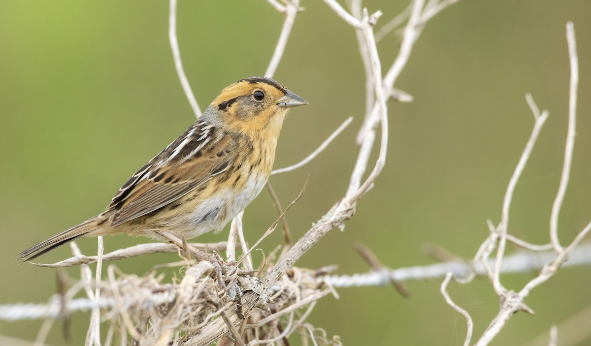 Nelson's Sparrow - Marky Mutchler