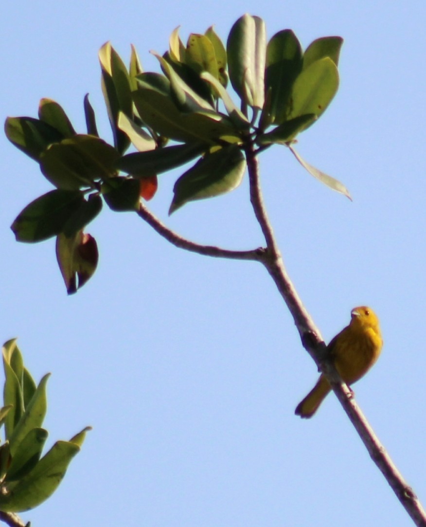 Yellow Warbler - ML334161751