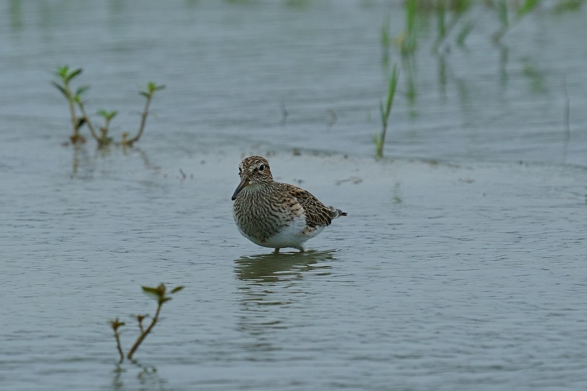 Pectoral Sandpiper - ML334163321