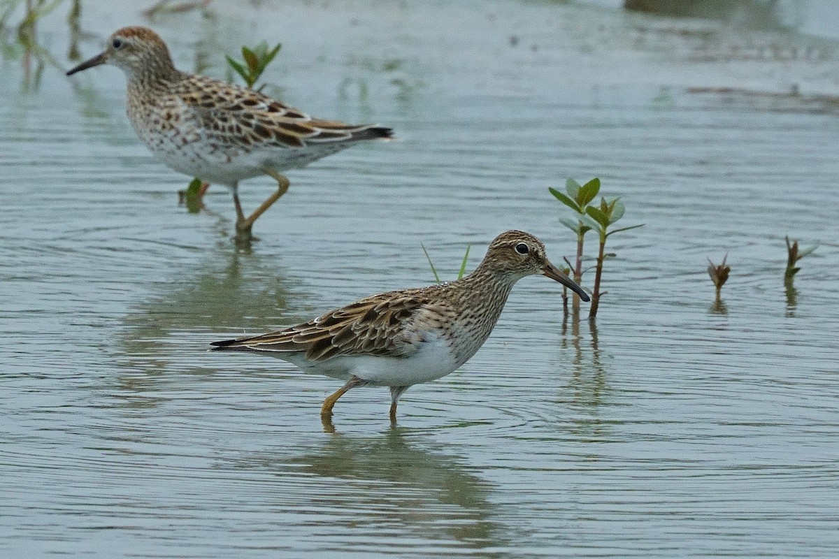 Pectoral Sandpiper - ML334163331