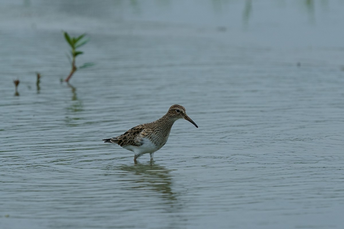 Pectoral Sandpiper - ML334165521