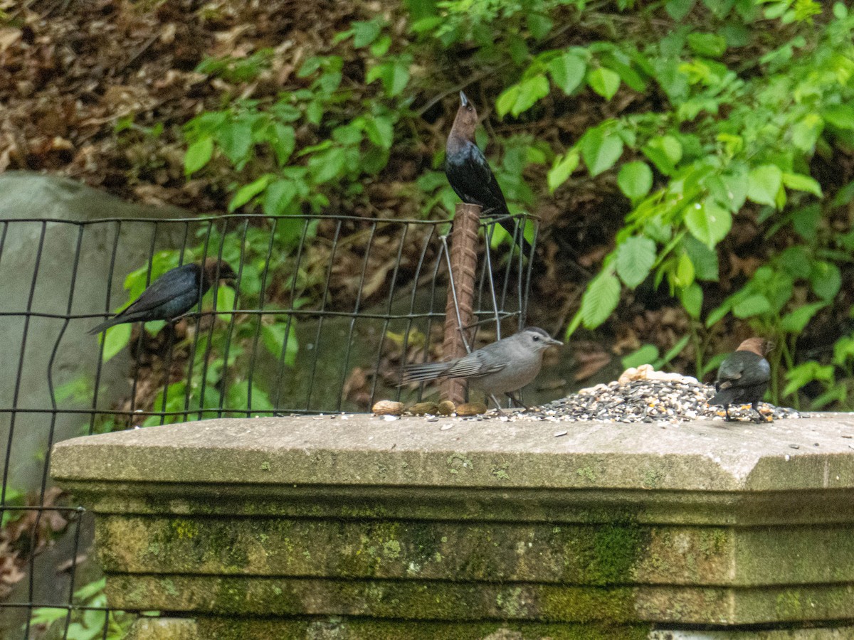 Brown-headed Cowbird - ML334165821