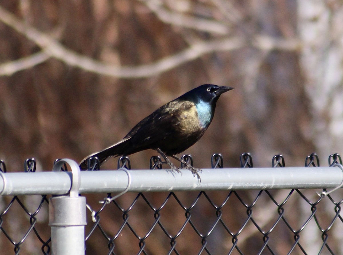 Common Grackle (Bronzed) - ML334166011