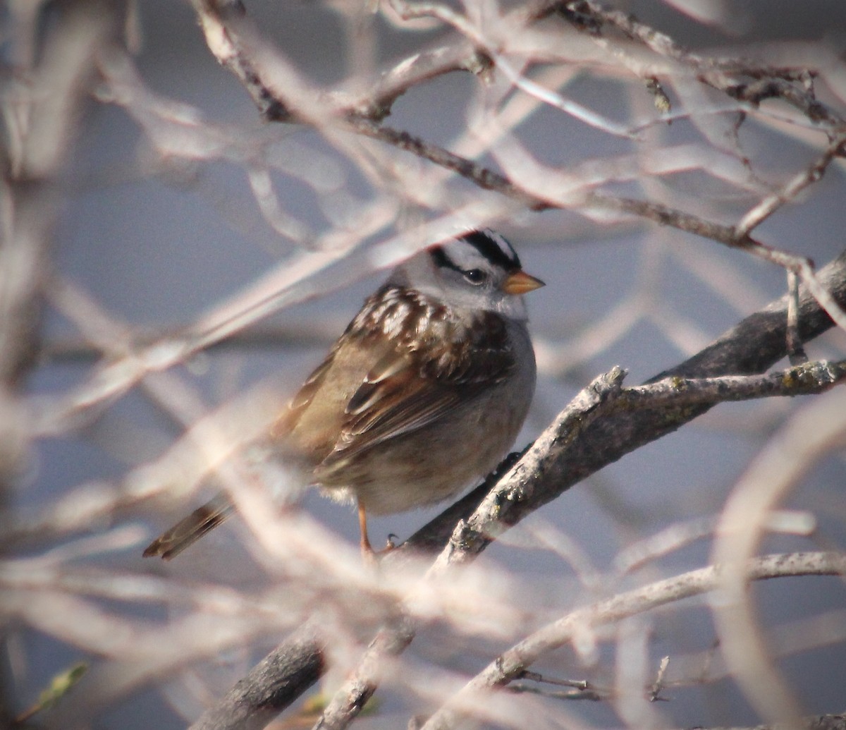 White-crowned Sparrow - ML334166231