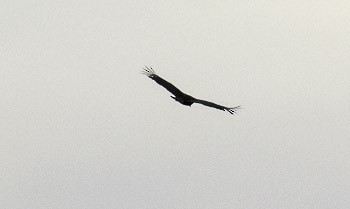 Black Vulture - ML334166521