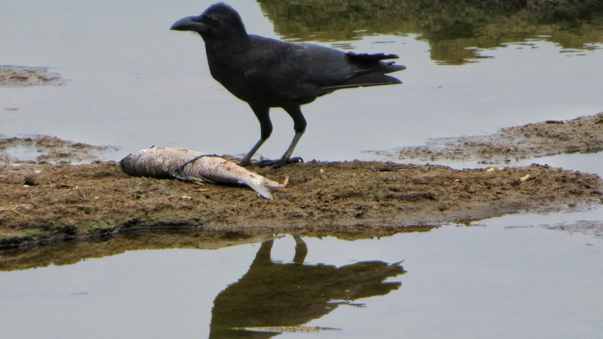 Large-billed Crow - ML334167111