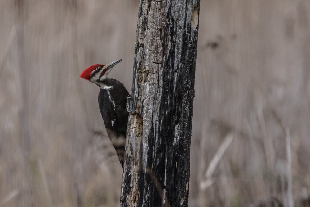 Pileated Woodpecker - Jean-Guy Papineau