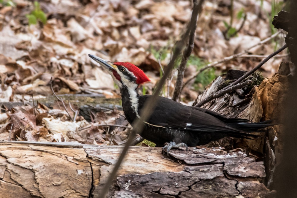 Pileated Woodpecker - ML334169221