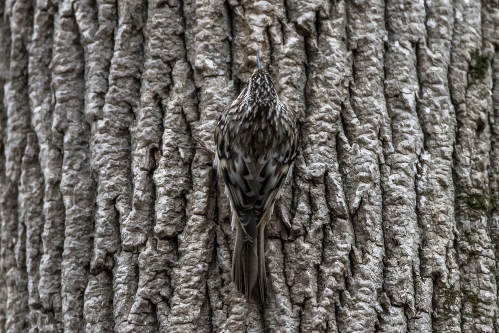 Brown Creeper - Jean-Guy Papineau