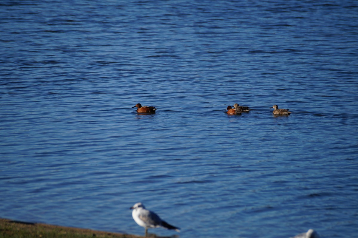 Cinnamon Teal - ML334169801