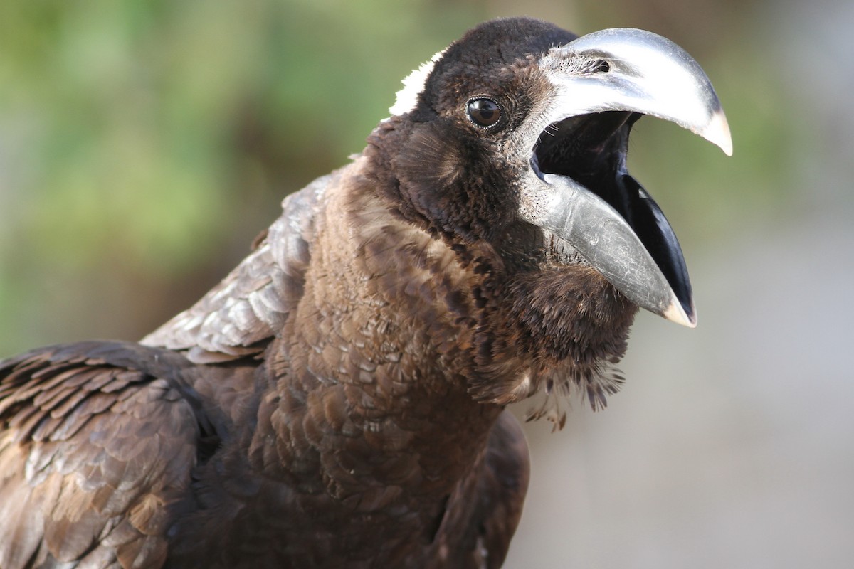 Thick-billed Raven - ML334170761