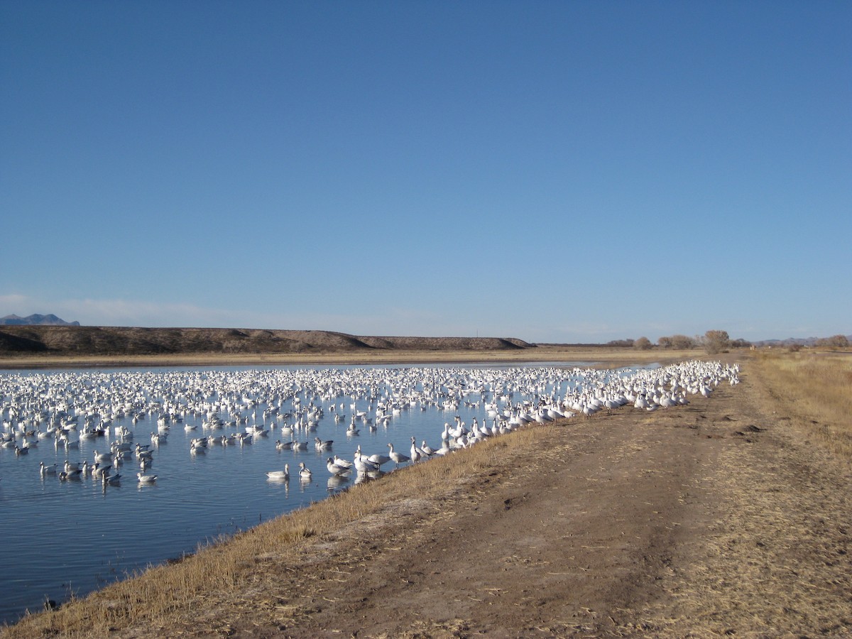 Snow Goose - Robert A. Mustell