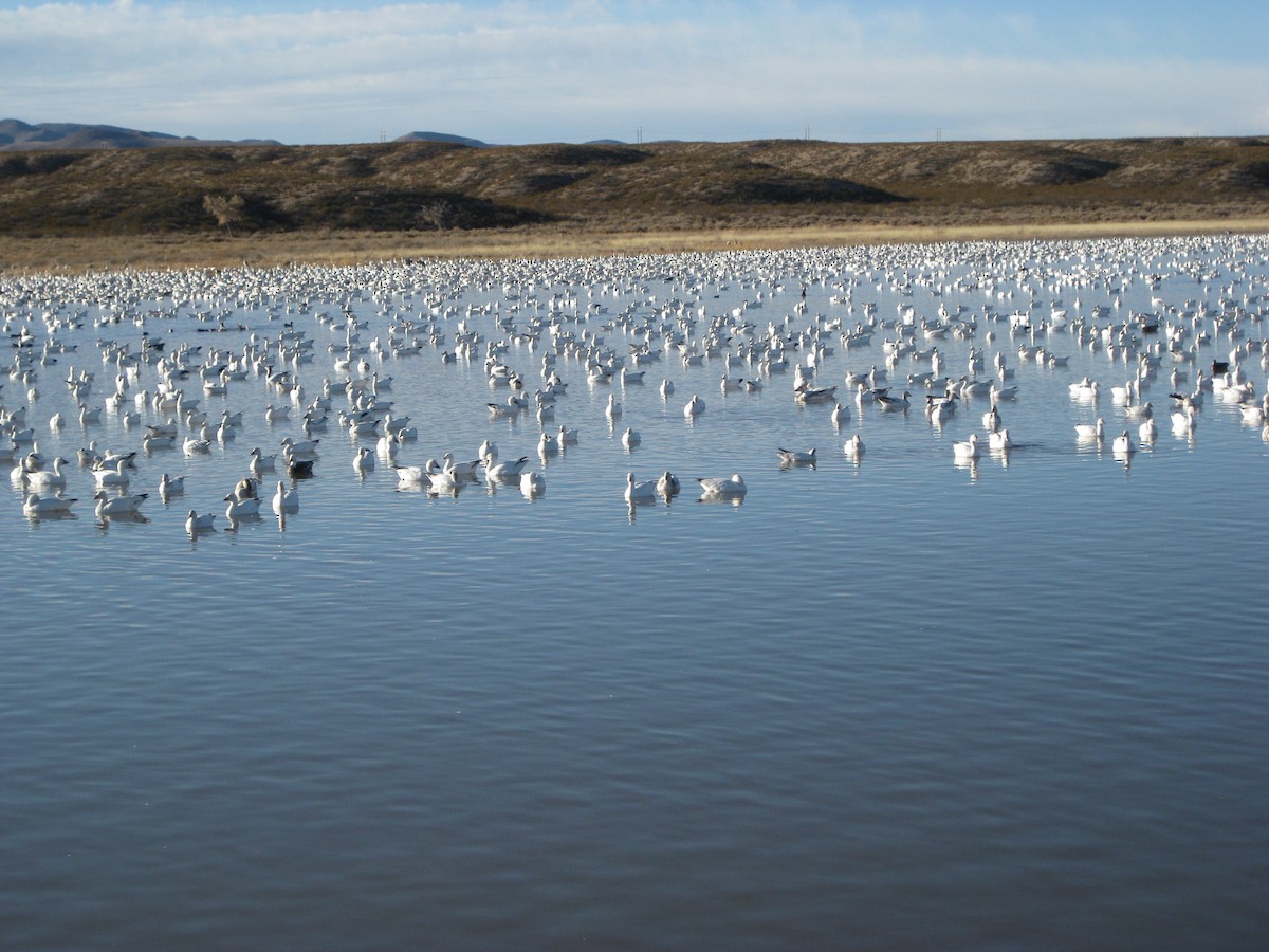 Snow Goose - Robert A. Mustell