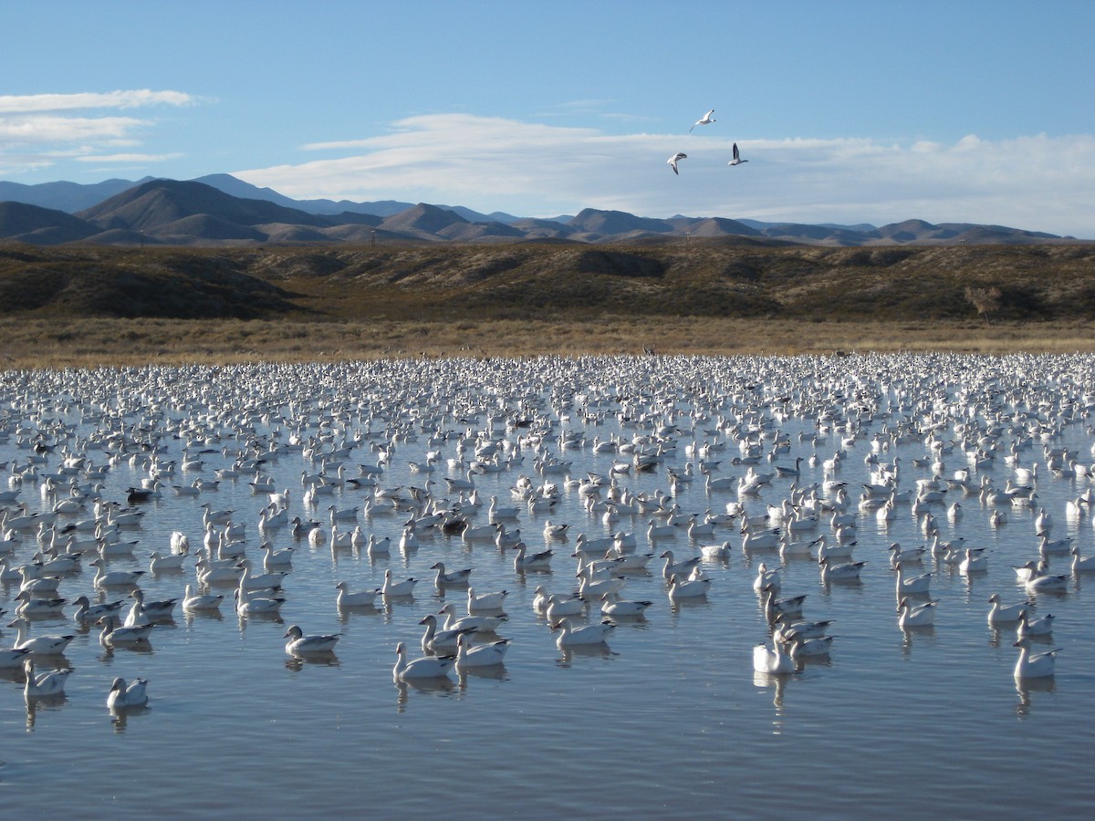 Snow Goose - ML33417231