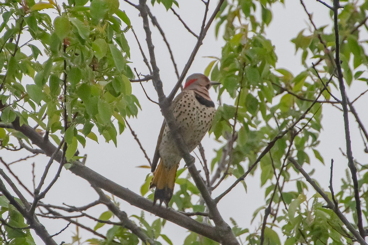 Northern Flicker - ML334172721