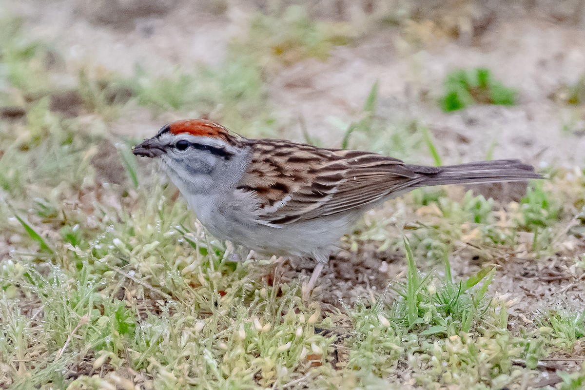 Chipping Sparrow - ML334172811