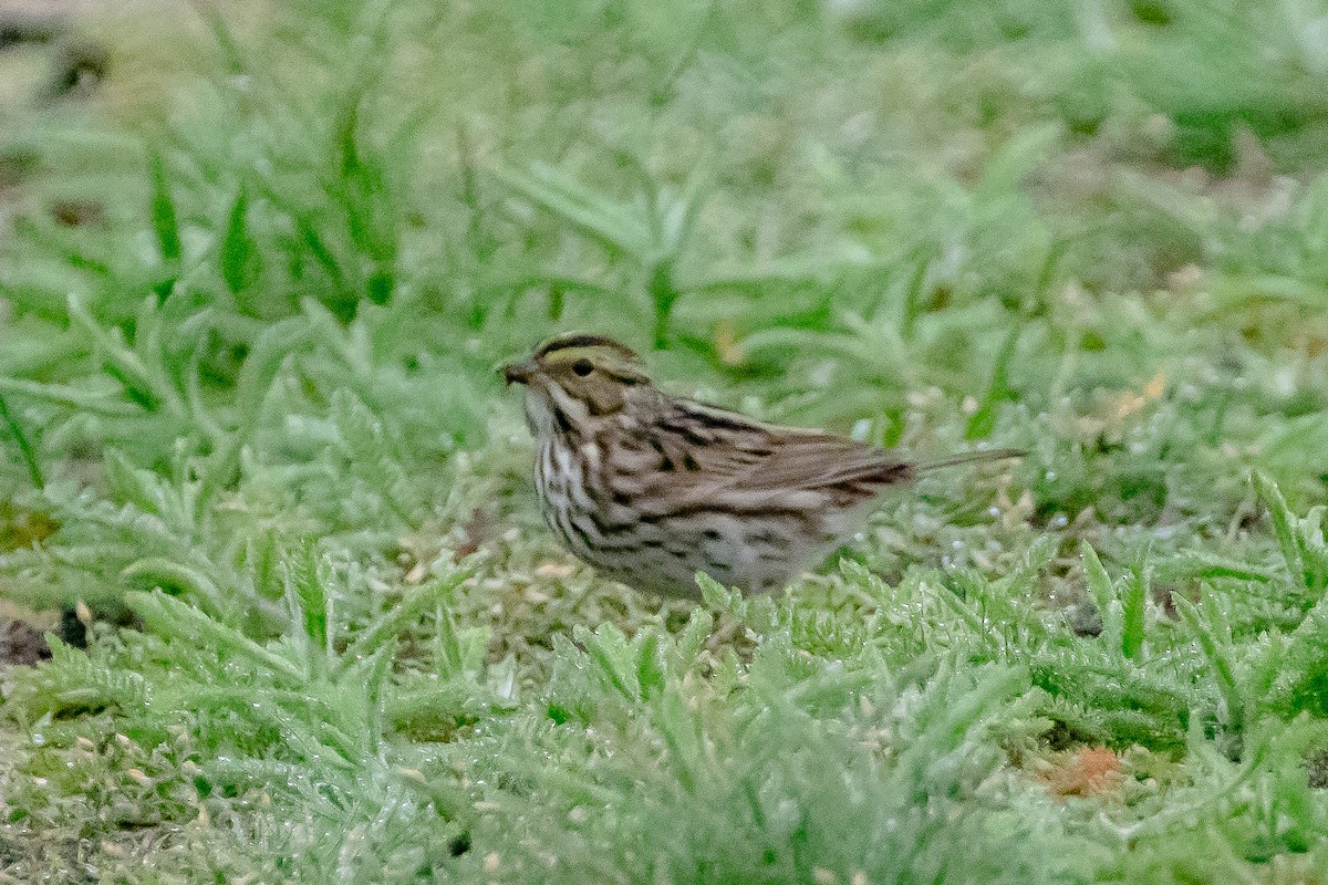 Savannah Sparrow - ML334172841
