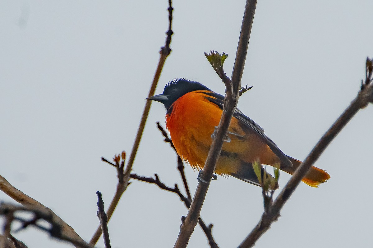 Baltimore Oriole - ML334172851