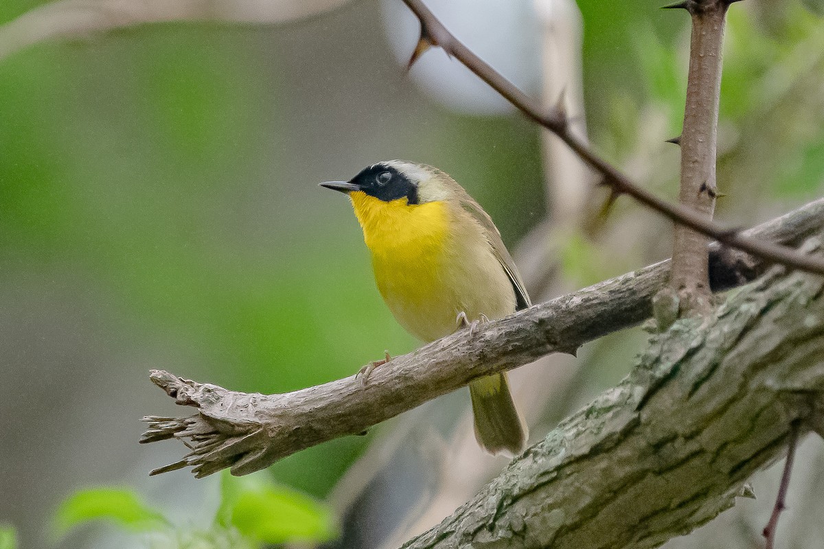 Common Yellowthroat - ML334172871