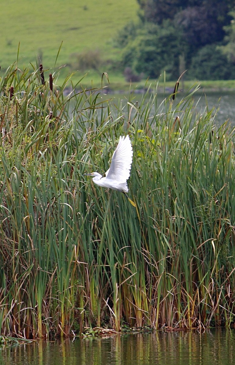 Snowy Egret - ML334173301