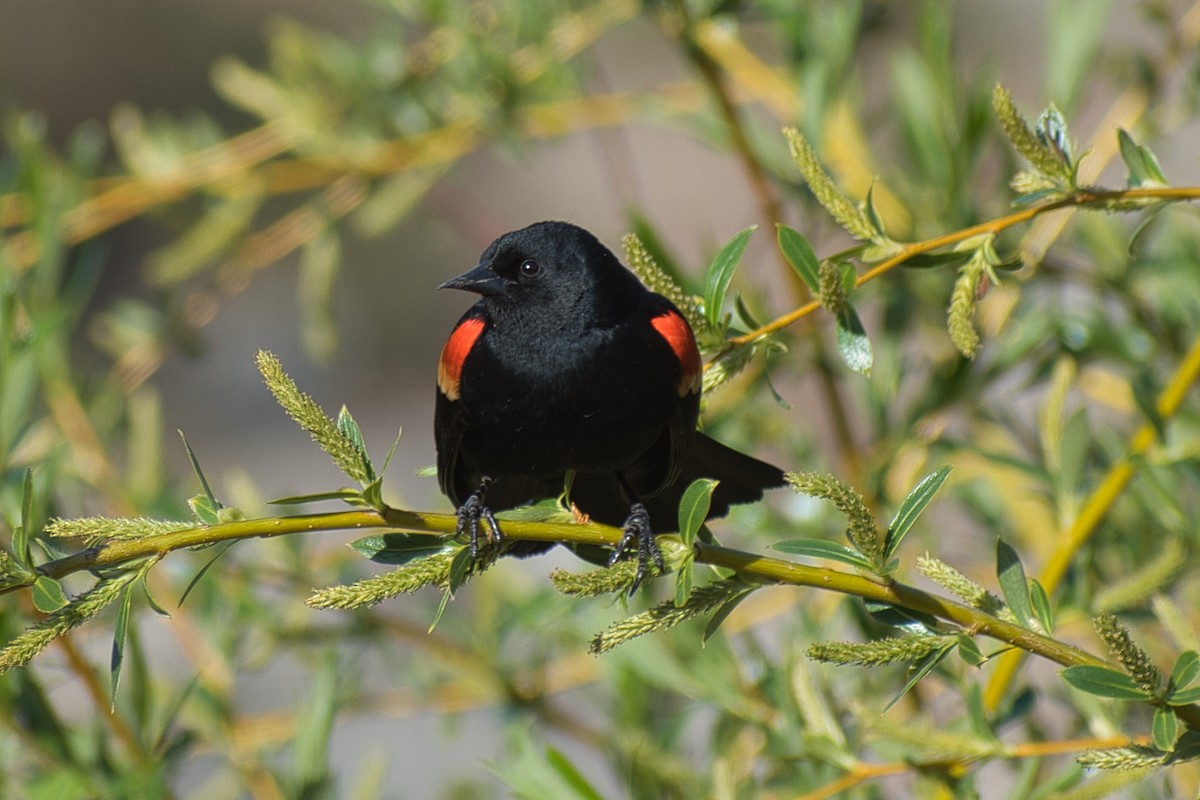 Red-winged Blackbird - Paul Prappas