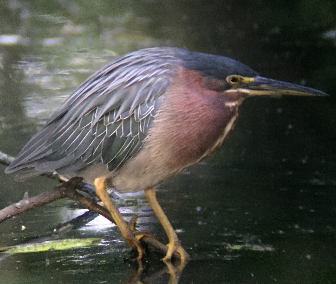 Green Heron - ML33417531