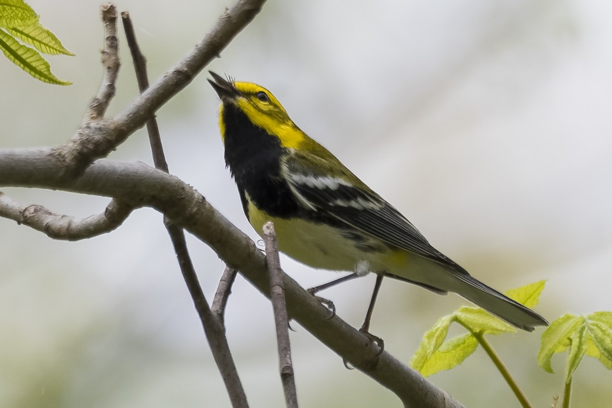 Black-throated Green Warbler - ML334177081