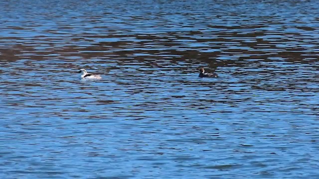 Smew - ML334178471