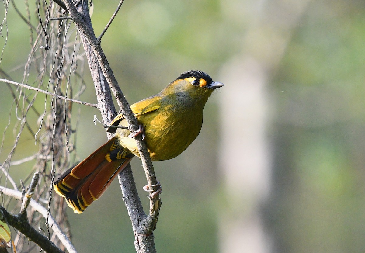 Bugun Liocichla - ML334178501