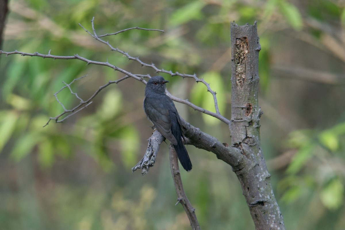 Gray-bellied Cuckoo - ML334179101