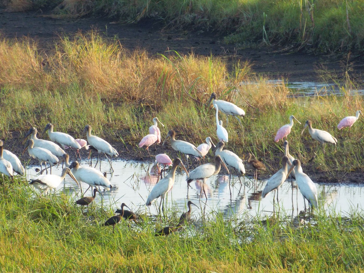 Wood Stork - ML33417981