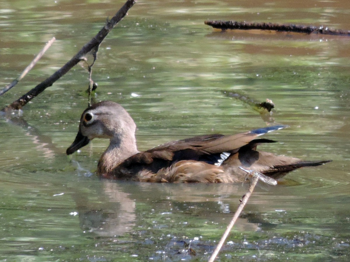 Wood Duck - Lynden Schofield