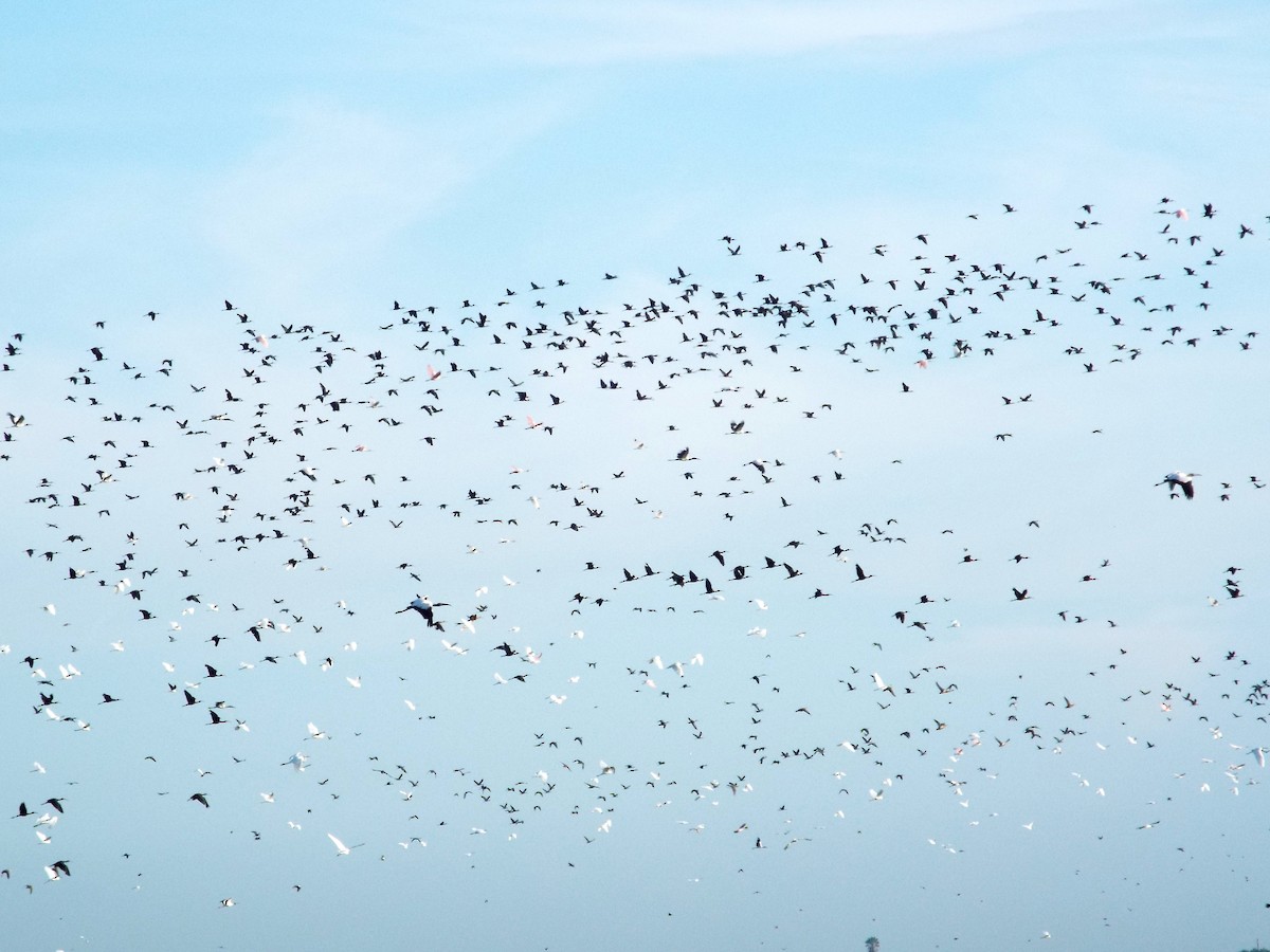 Glossy Ibis - ML33418011