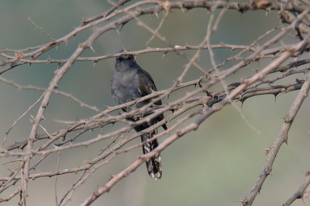 Gray-bellied Cuckoo - ML334181091
