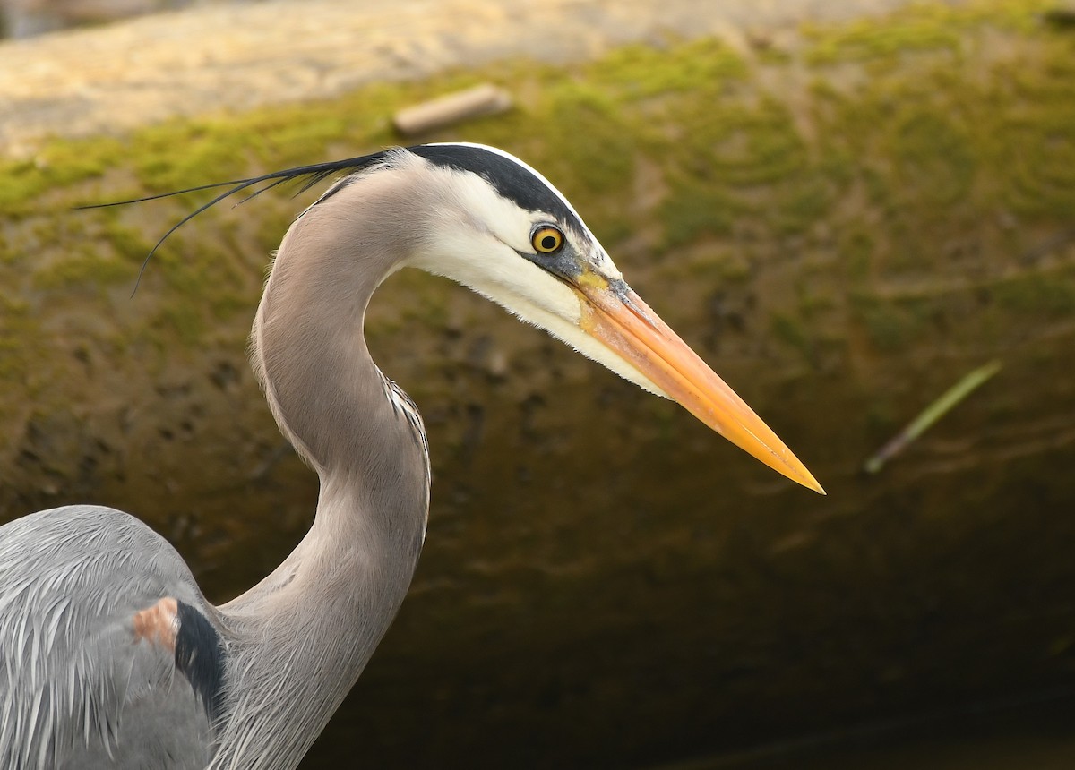 Great Blue Heron - Rachel Hudson