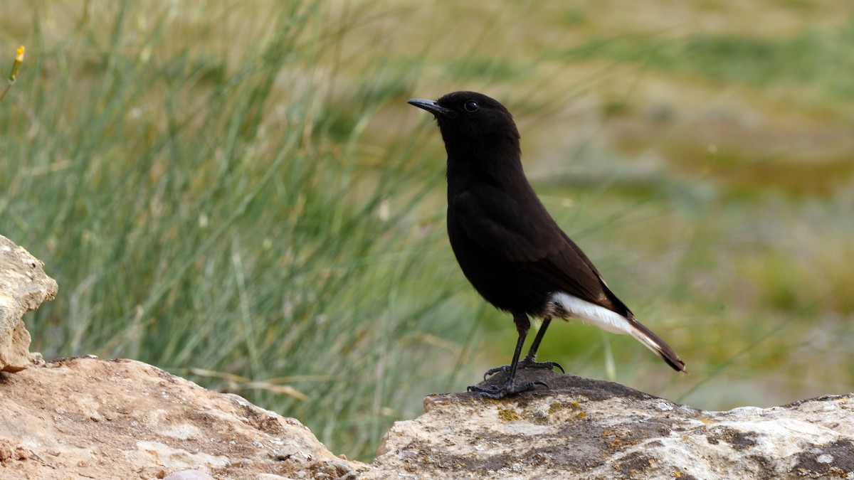 Black Wheatear - ML334181491