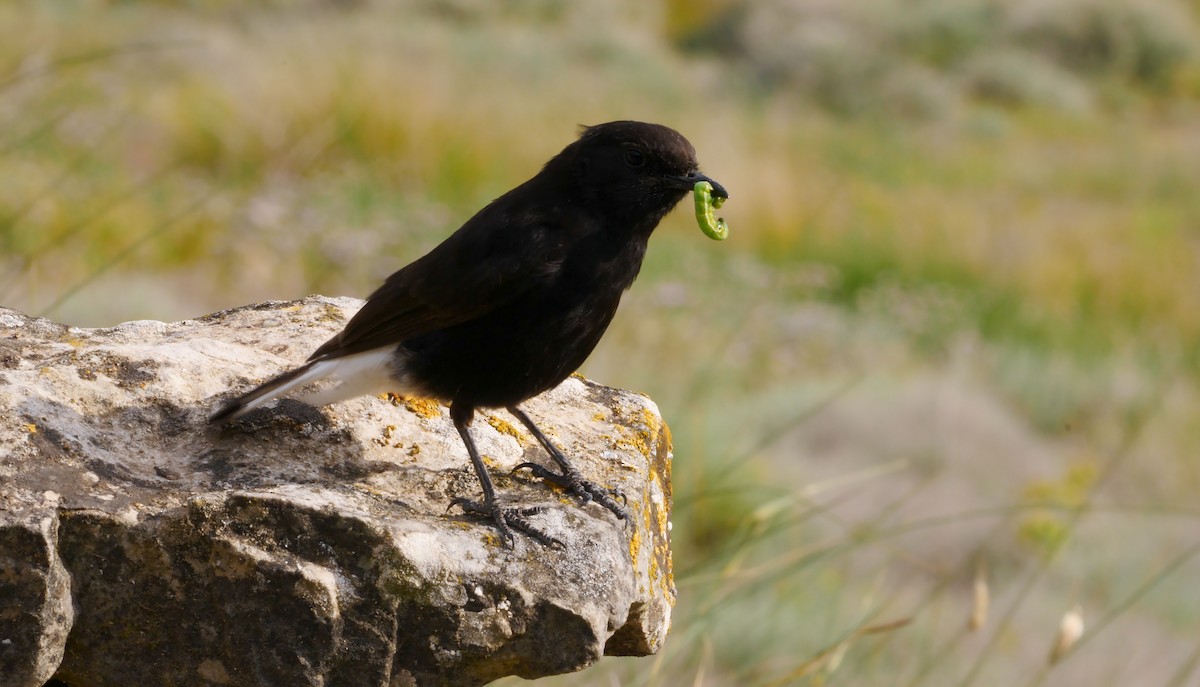 Black Wheatear - Josep del Hoyo