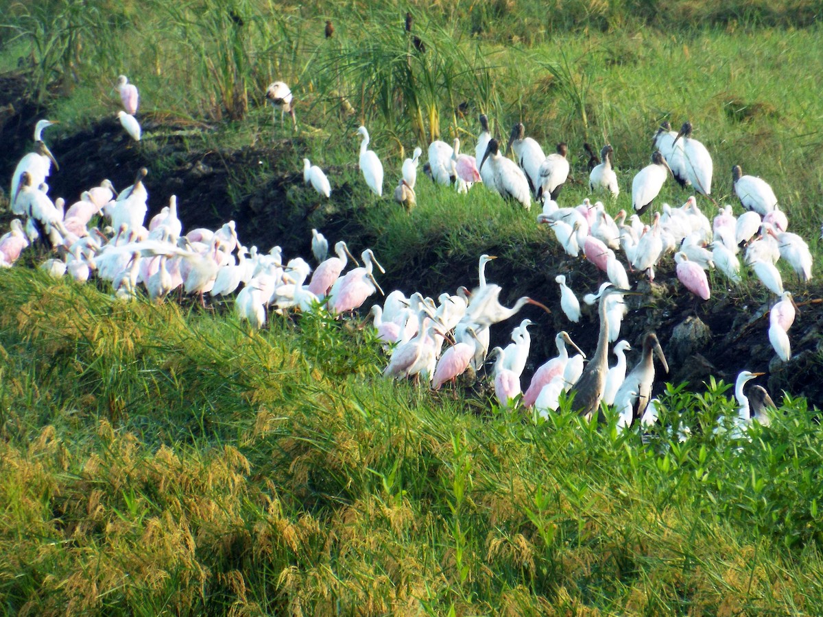 Roseate Spoonbill - Bruce Pickholtz