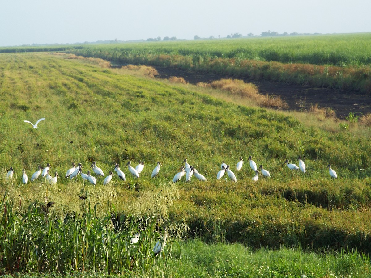 Wood Stork - Bruce Pickholtz