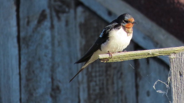 Barn Swallow - ML334182621