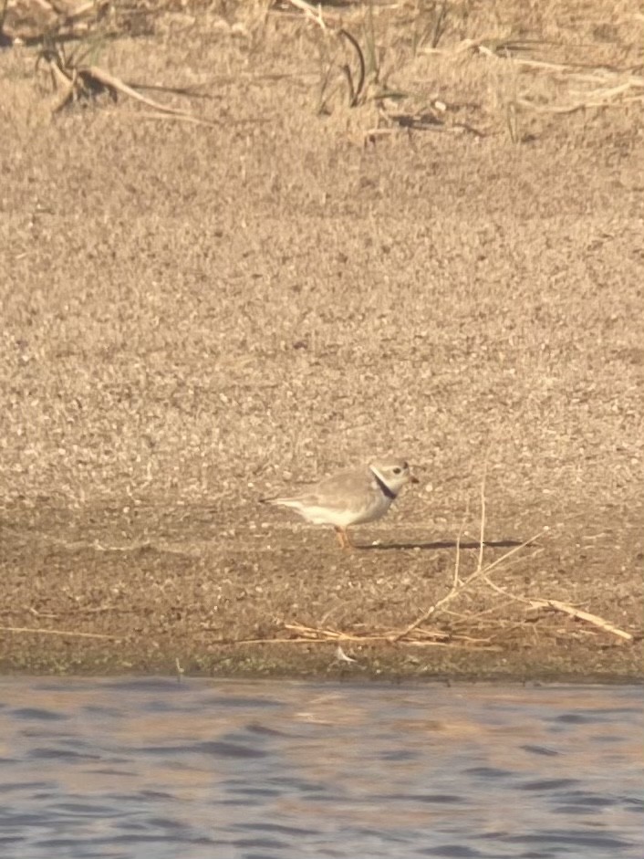 Piping Plover - ML334182731