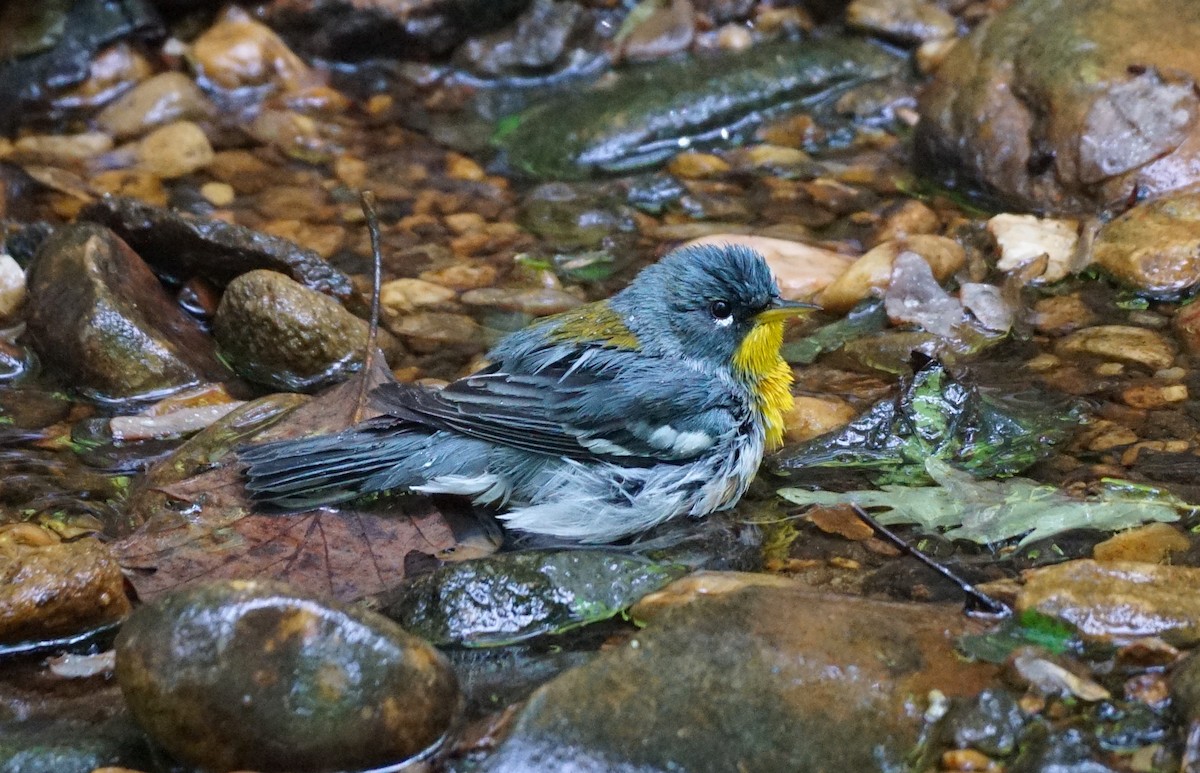 Northern Parula - Christopher DiPiazza