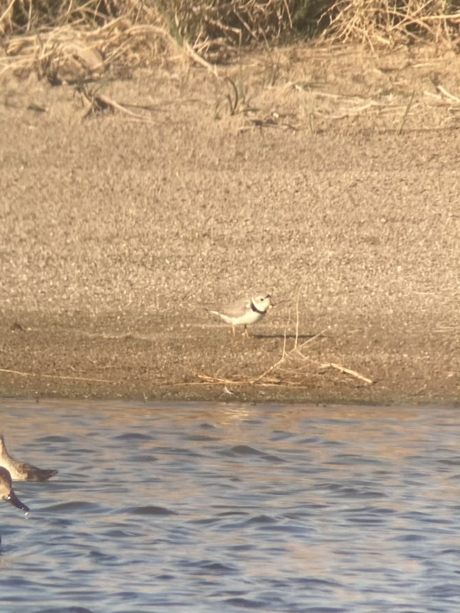 Piping Plover - ML334182981