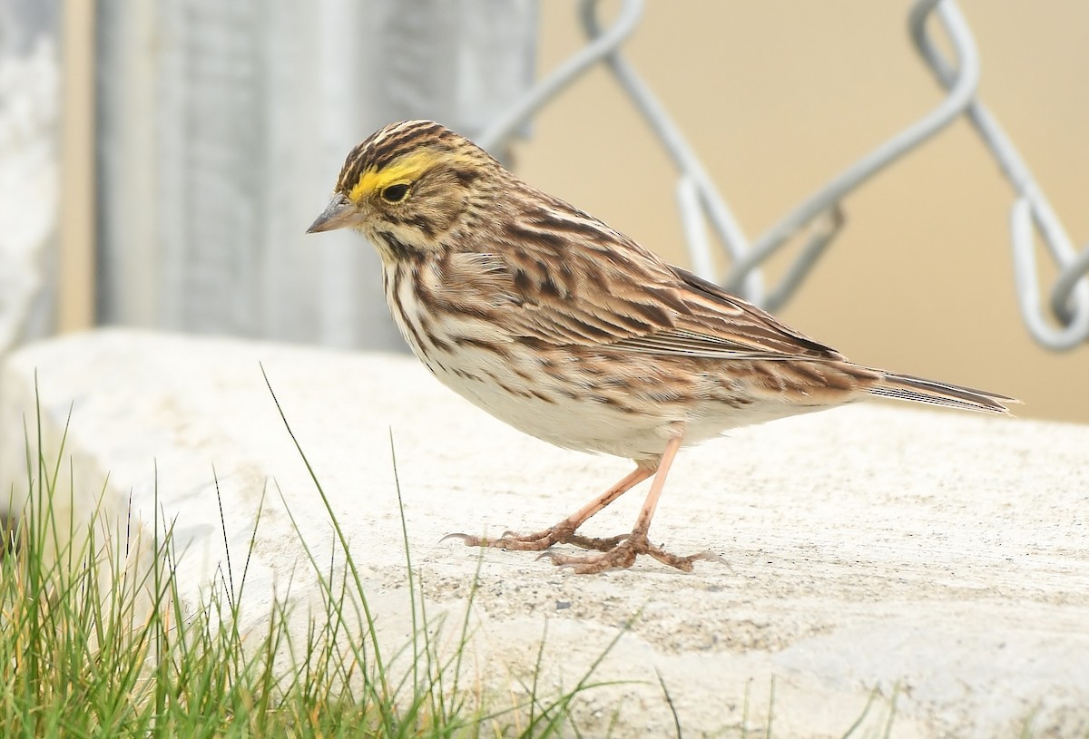 Savannah Sparrow - Rachel Hudson