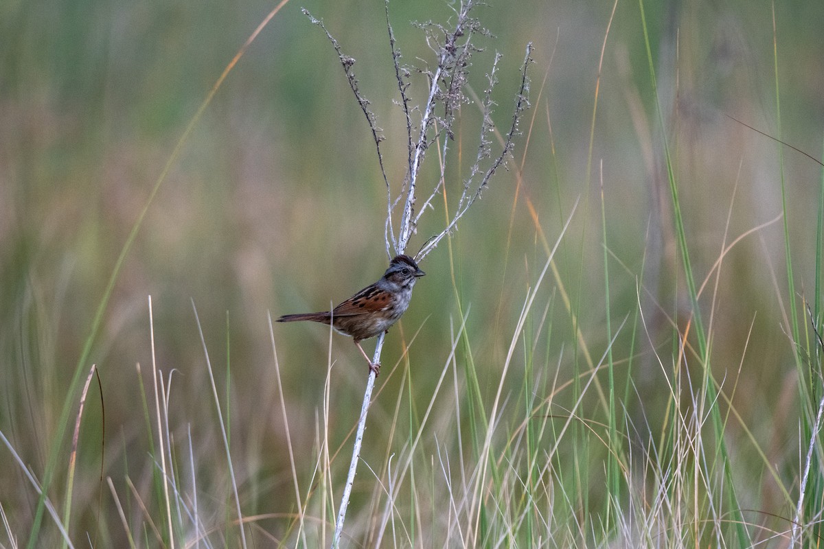 Swamp Sparrow - ML334183091