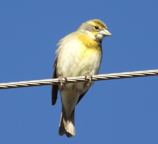 Dickcissel - ML334185951