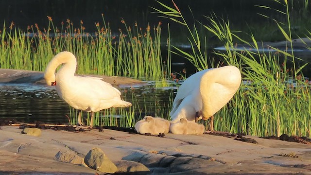 Mute Swan - ML334186391